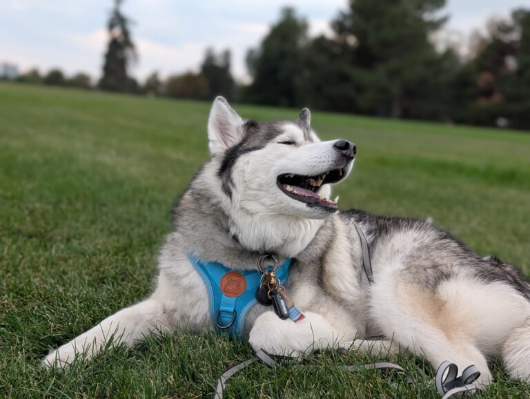 Why Koda Has Worn the Same Harness Since 2020